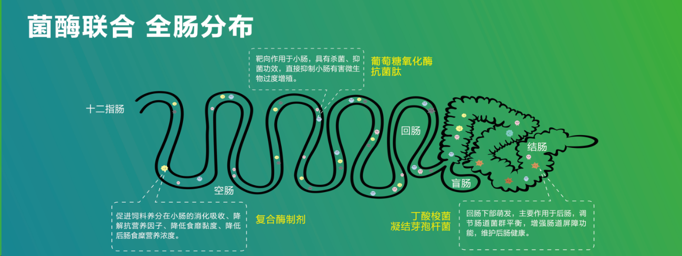 1700646022294346.png 全肠分布.png